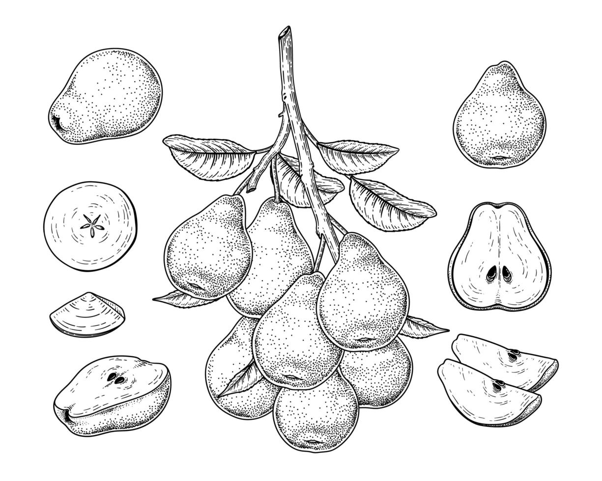 Illustrations botaniques dessinées à la main d'élément de fruit de poire. vecteur