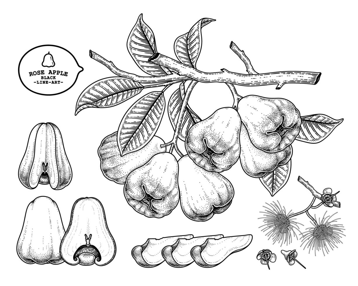 ensemble d'éléments dessinés à la main fruits pomme rose vecteur