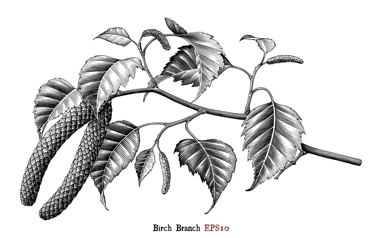 Branche de bouleau botanique main dessin style vintage art noir et blanc isolé sur fond blanc vecteur