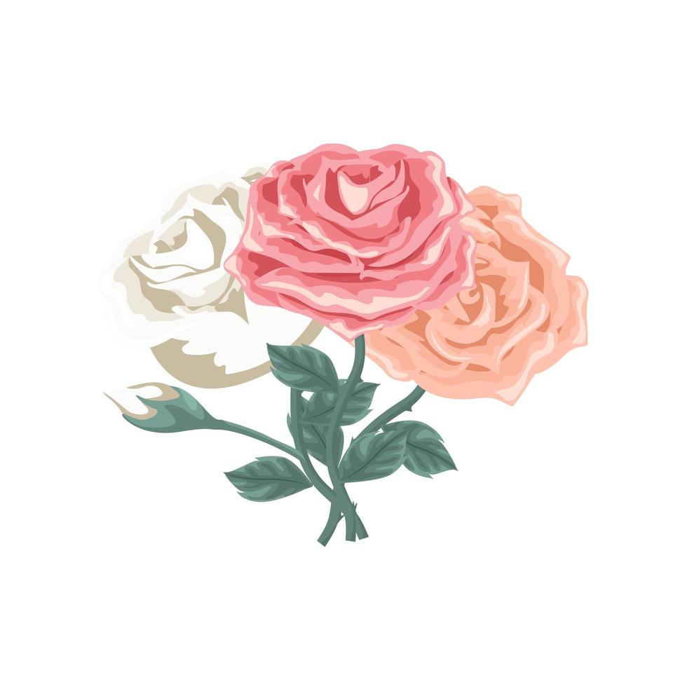 bel ensemble de roses de couleur différente vecteur