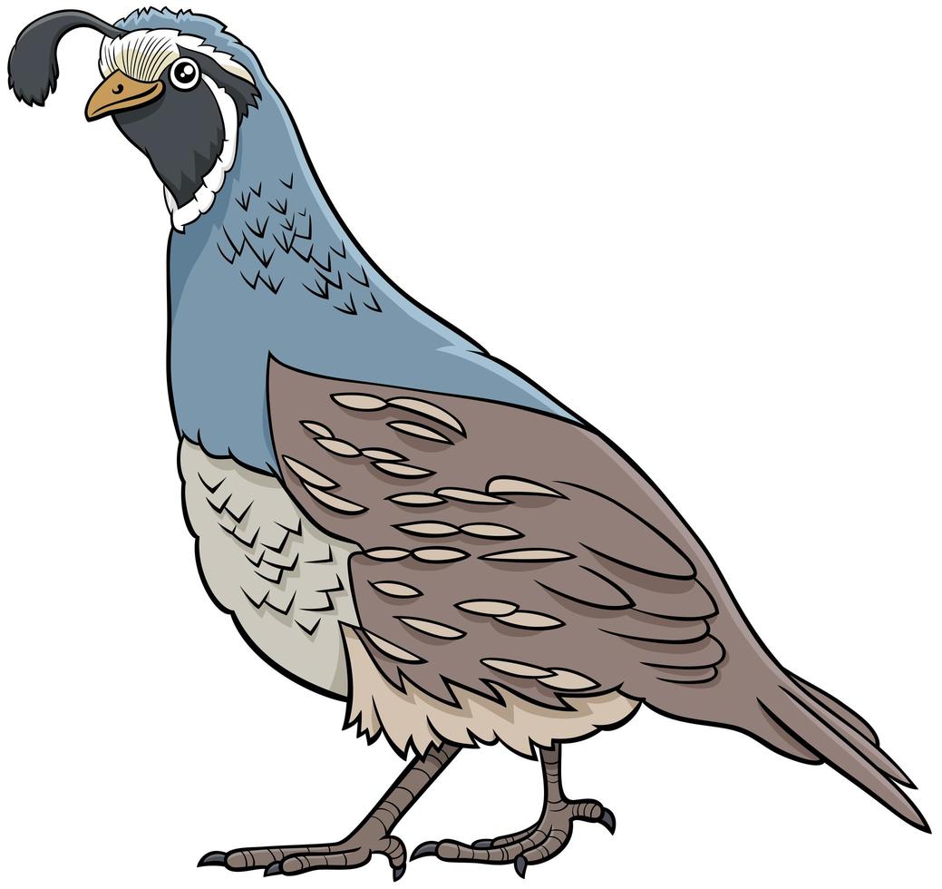 dessin animé caille oiseau personnage animal comique vecteur