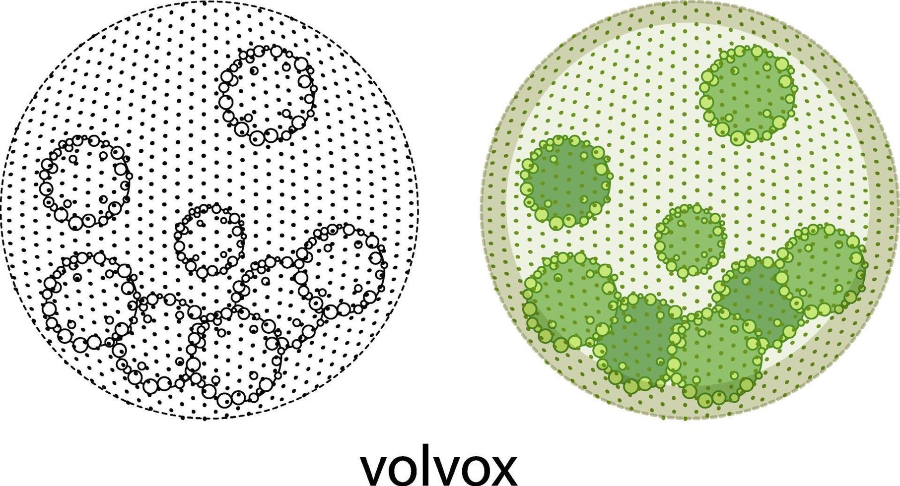 volvox en couleur et doodle sur fond blanc vecteur