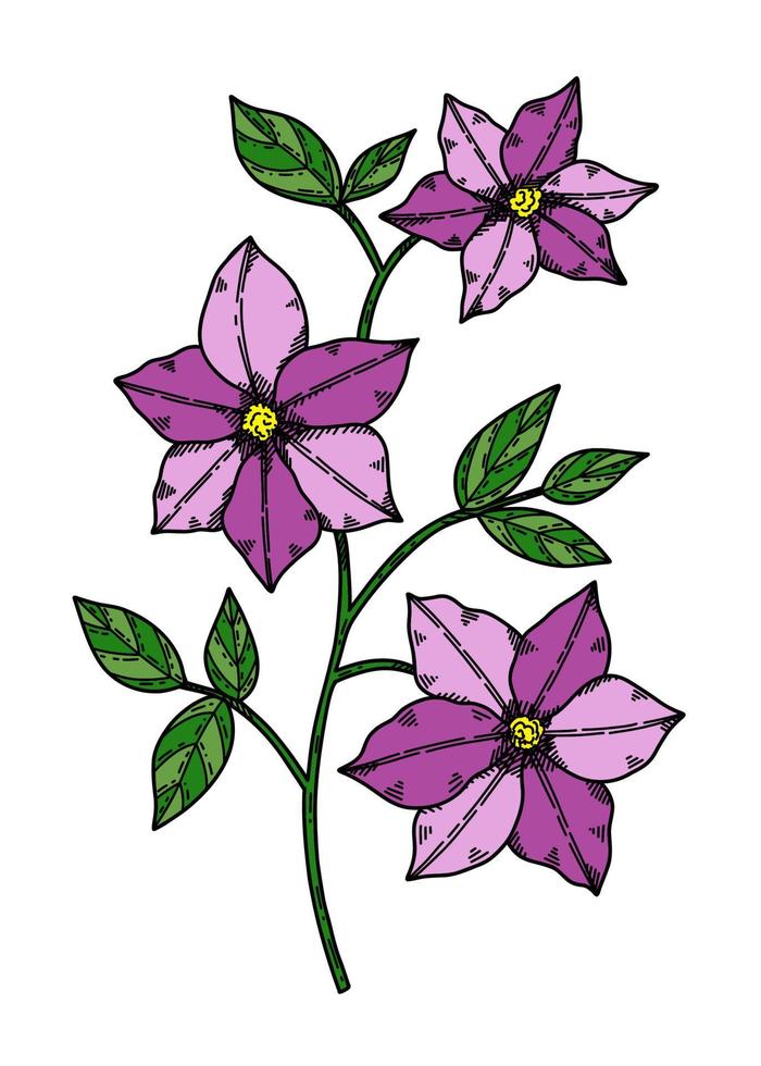 illustration vectorielle de clématite pourpre fleur dessinée à la main dans le style de croquis vecteur