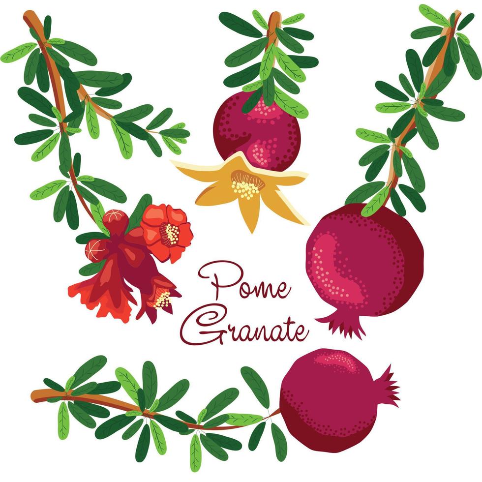 branches de grenade avec fruits et fleurs. symbole de bonne chance, vie éternelle, amour, fertilité, abondance. symbole d'Israël et de l'Azerbaïdjan vecteur