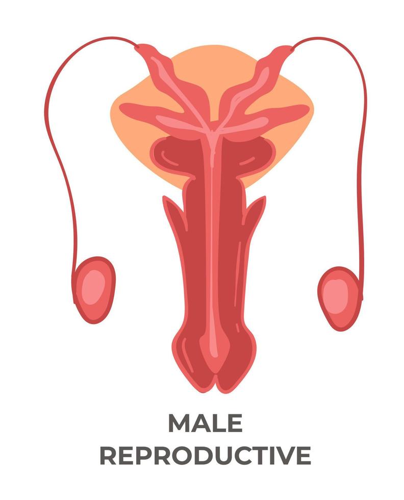 système reproducteur masculin, soins de santé et médecine vecteur