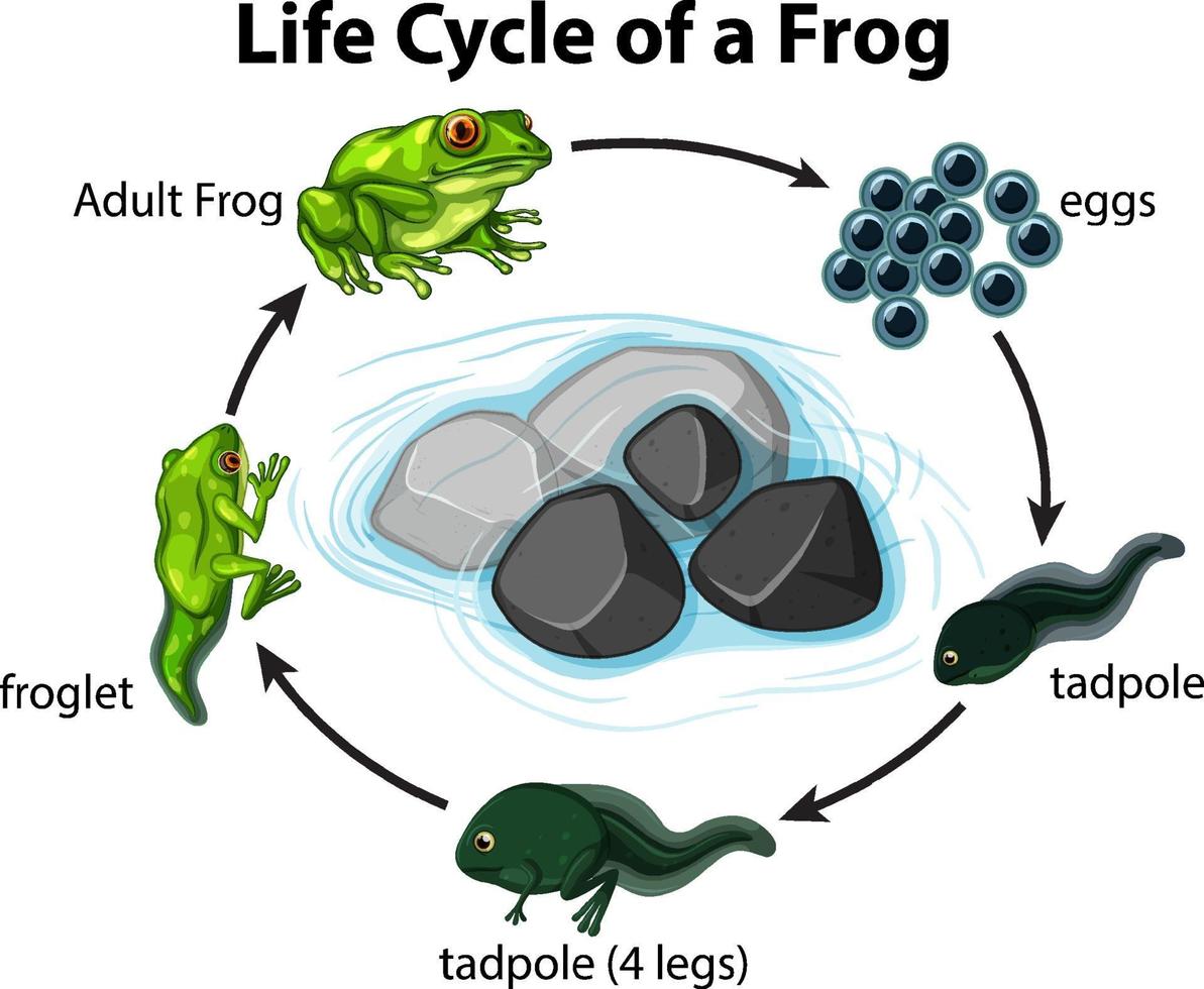 Diagramme montrant le cycle de vie de la grenouille sur fond blanc vecteur