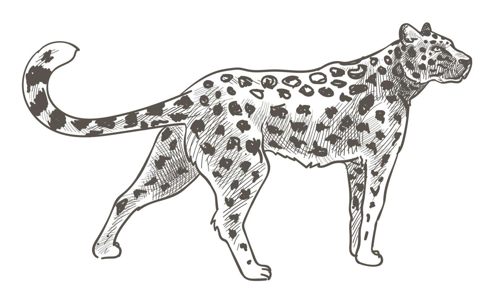 animal léopard avec des taches sur la fourrure, guépard au zoo vecteur