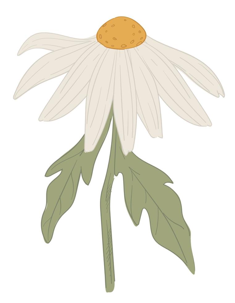 fleur de camomille avec pétales, marguerite ou fleur sauvage vecteur