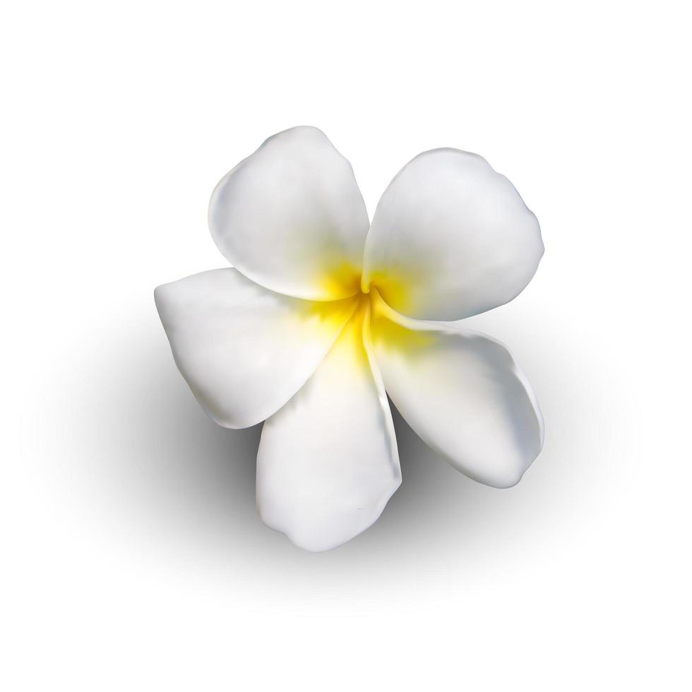 fleur de plumeria réaliste vecteur