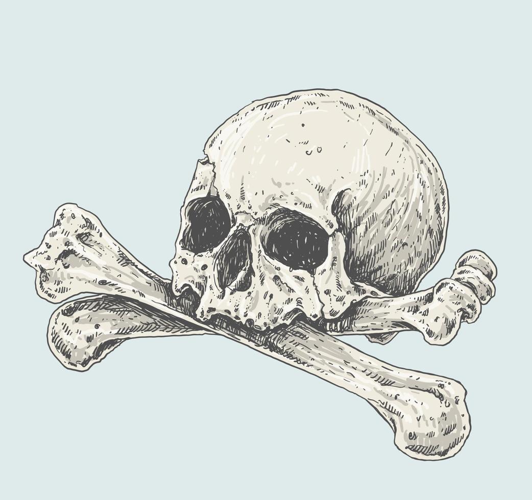 crâne et os croisés illustration de dessin réaliste vecteur