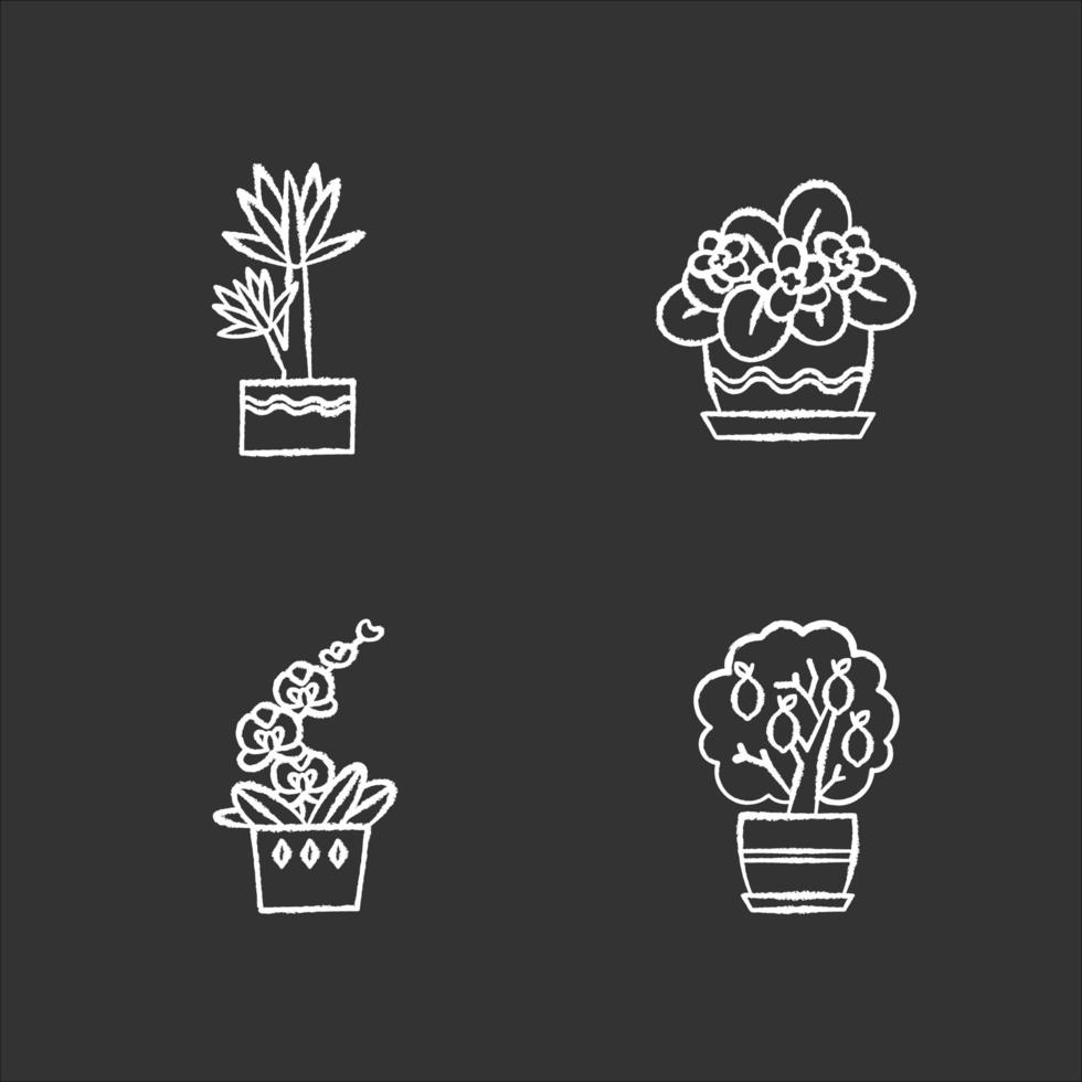 plantes d'intérieur décoratives craie icônes blanches sur fond noir. plantes d'intérieur. plantes domestiquées. orchidée, yucca. agrumes miniature, violette africaine. illustrations de tableau vectoriel isolé