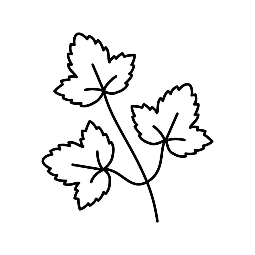 feuilles de coriandre ligne icône illustration vectorielle vecteur