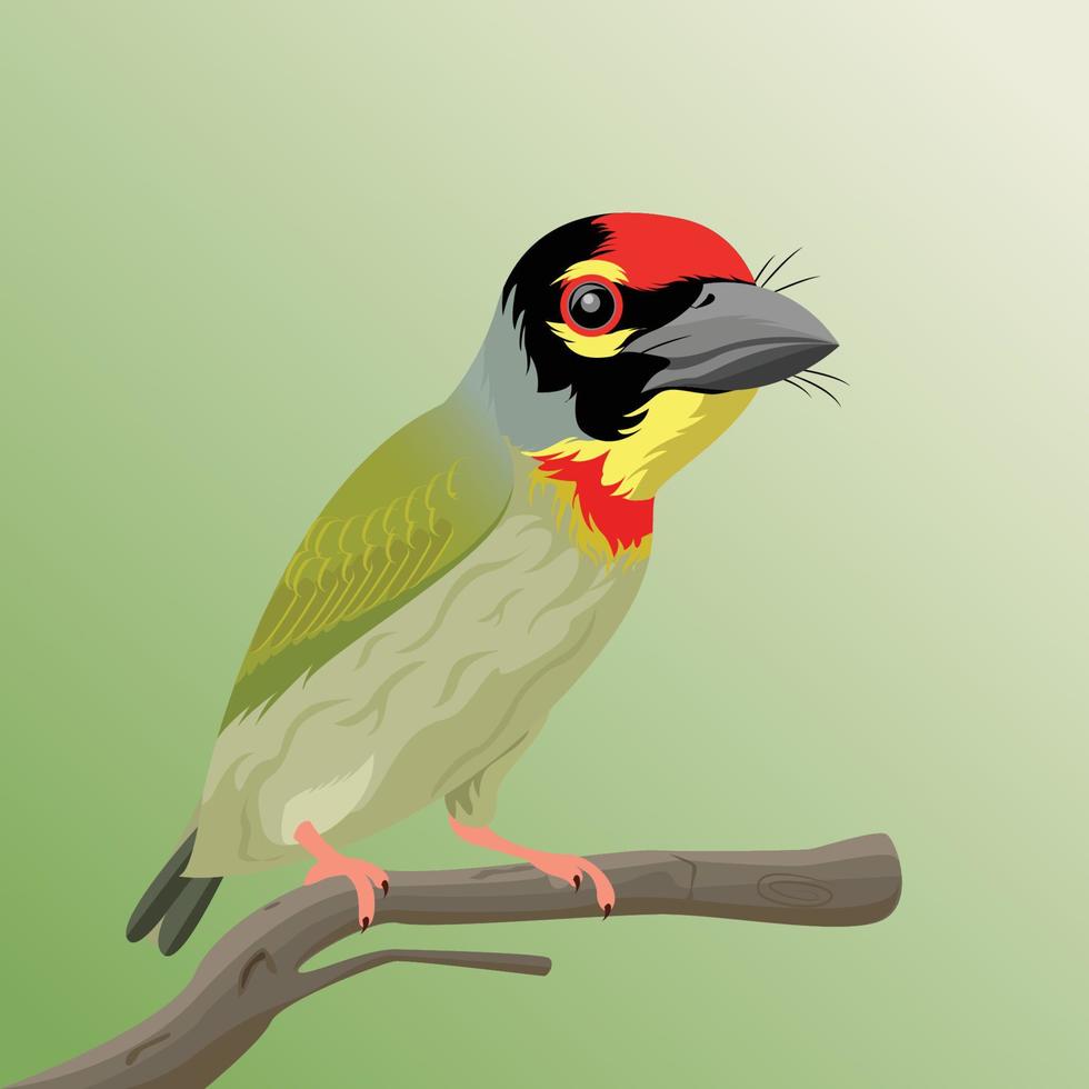 illustration vectorielle premium de chaudronnier barbet vecteur