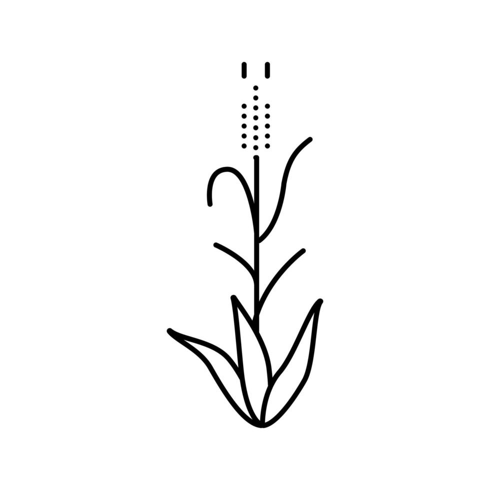 illustration vectorielle d'icône de ligne de plante d'orge verte vecteur