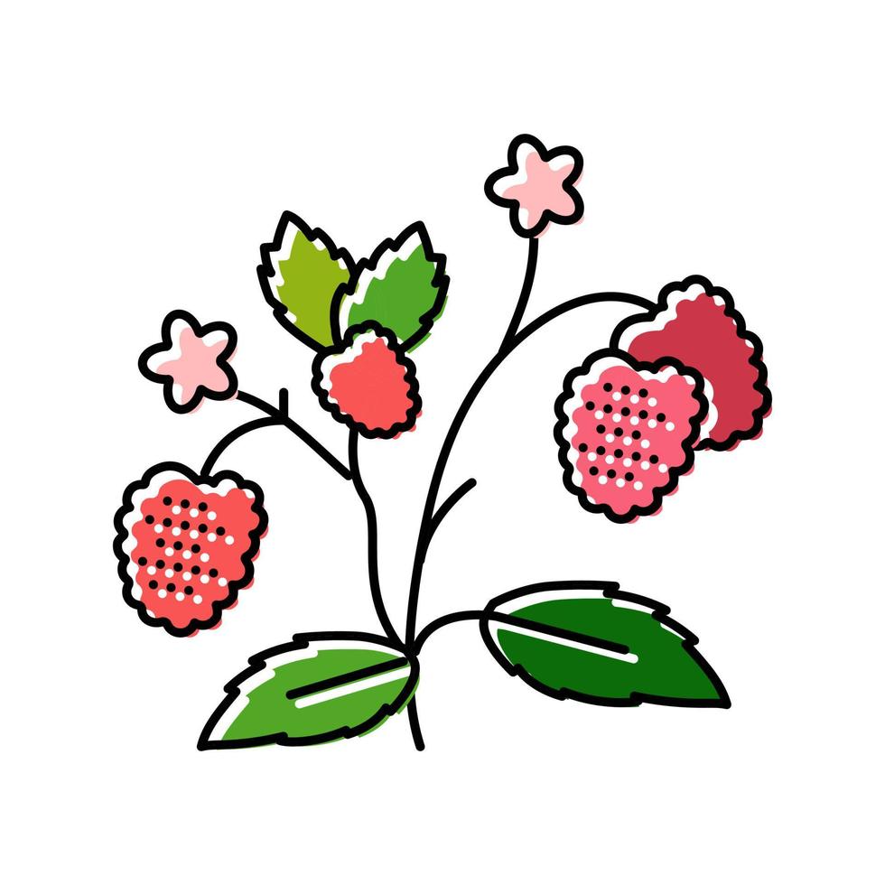 baies plante framboise fruit couleur icône illustration vectorielle vecteur