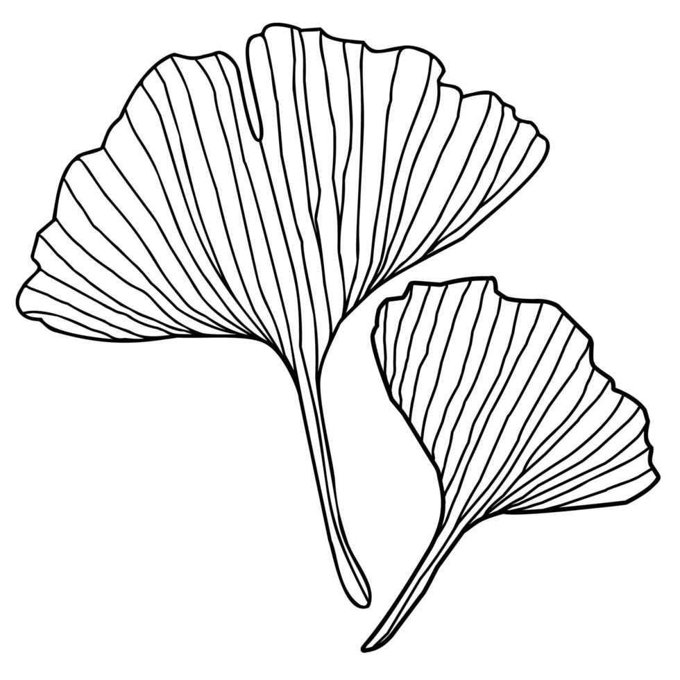 feuilles de gingko biloba vecteur