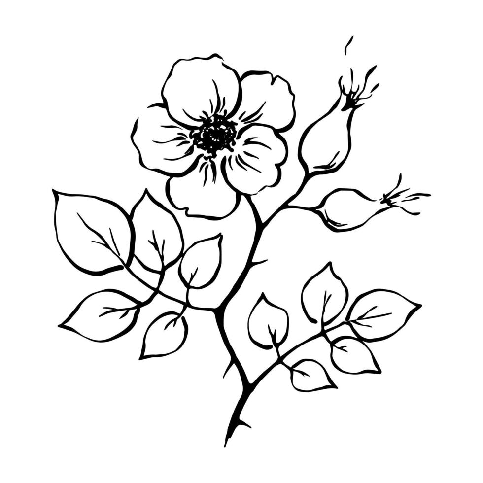 rose musquée fleur main tiré noir et blanc botanique illustration. Rose hanche Floraison et baies avec feuilles. griffonnage style encre contour dessin. floral conception élément pour floraison thé et herbes. vecteur