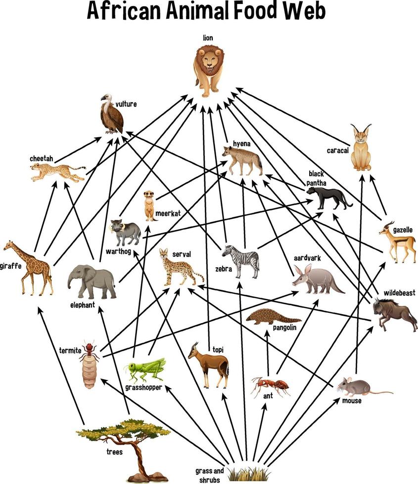 chaîne alimentaire animale africaine sur fond blanc vecteur