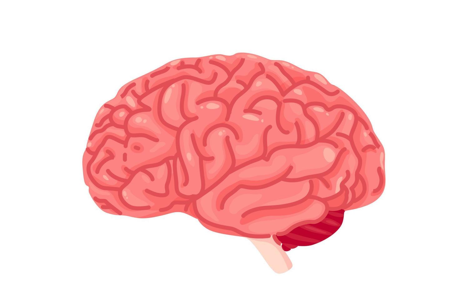 cerveau anatomie icône. Humain interne organes symbole. vecteur illustration dans dessin animé style isolé sur blanc Contexte