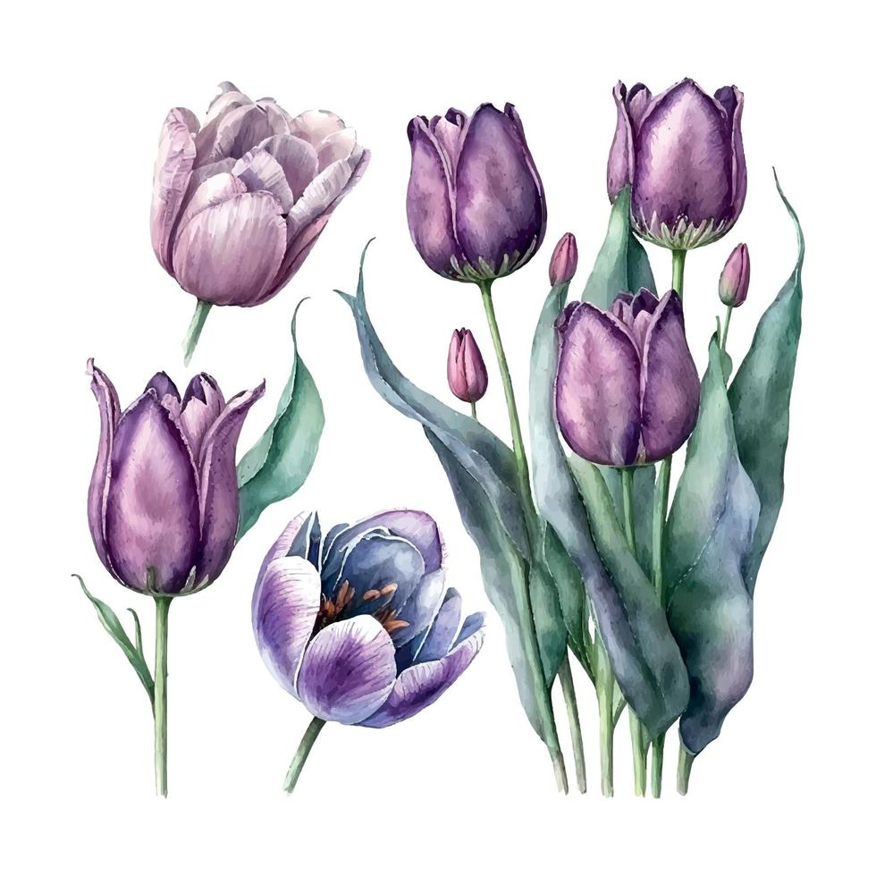 bouquet de fleurs sur un isolé blanc Contexte. aquarelle illustrations. violet tulipes vecteur