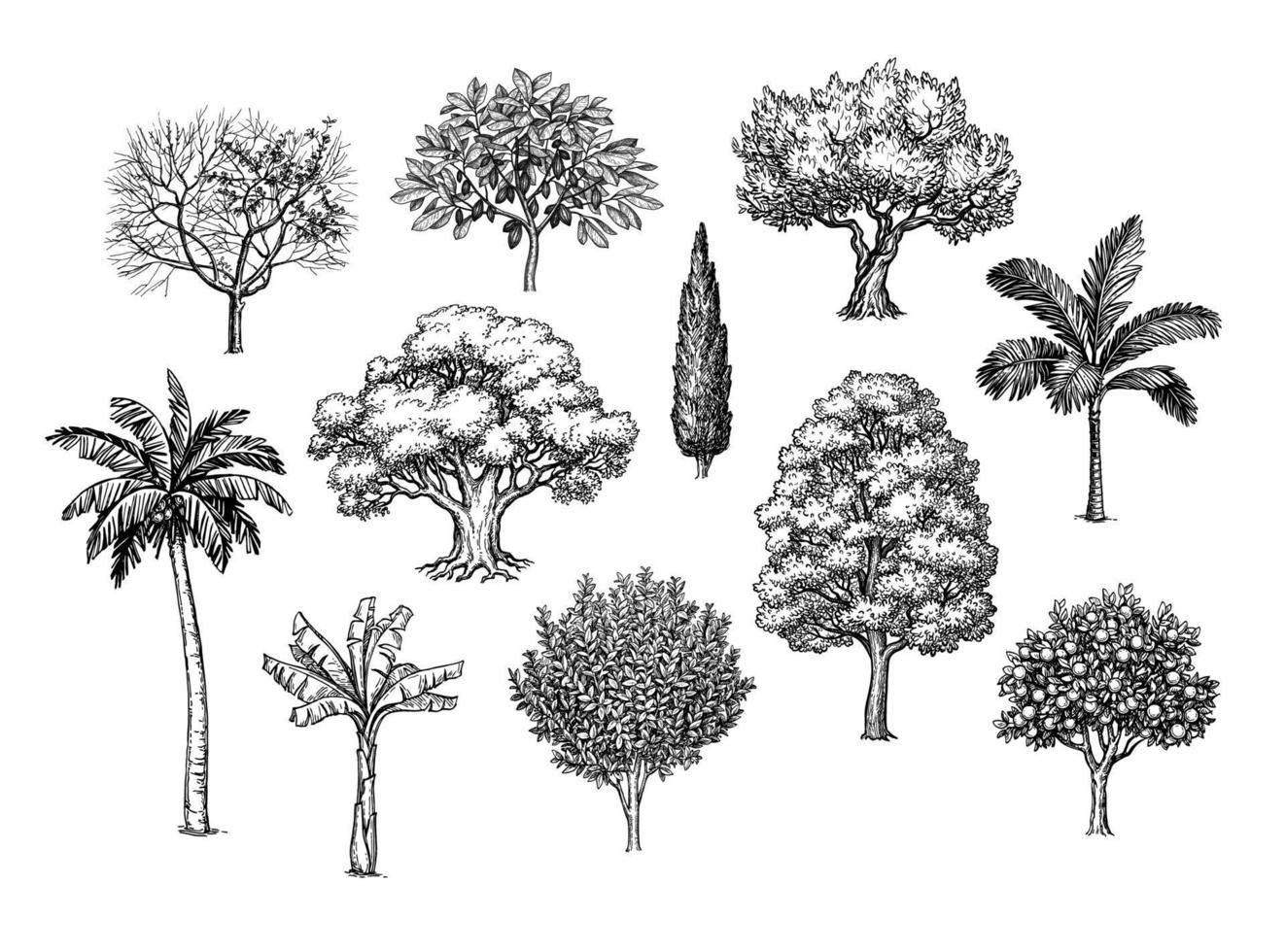 encre esquisser de des arbres. isolé sur blanc Contexte. gros ensemble. ancien style collection. main tiré vecteur illustration.