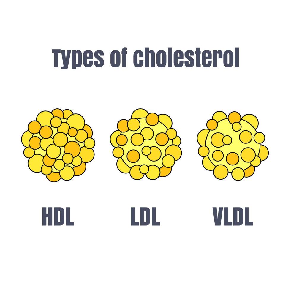 les types de cholestérol vecteur à utilisation pour éducation