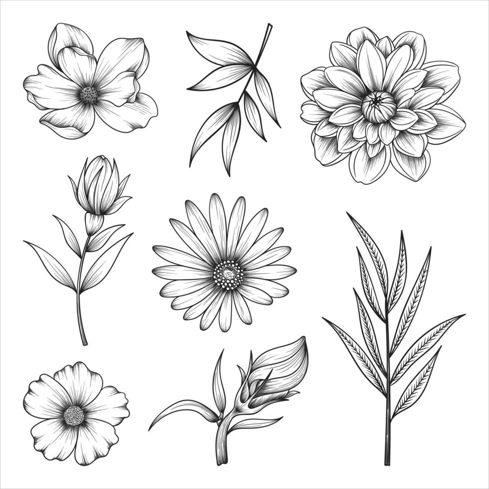 illustration de fleurs et de feuilles sauvages et herbes dessinés à la main isolée sur fond blanc. vecteur