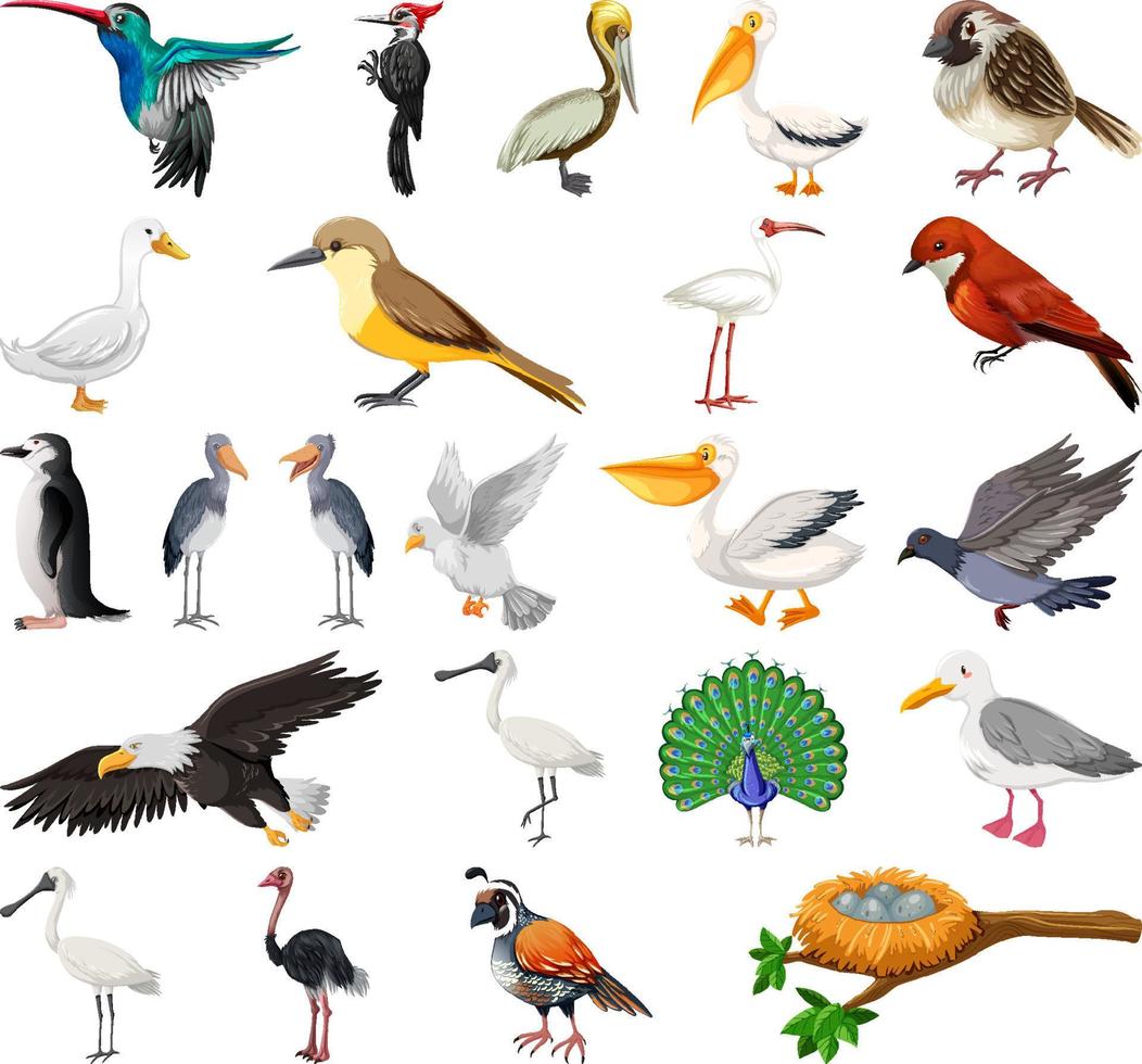 collection de différents types d'oiseaux vecteur