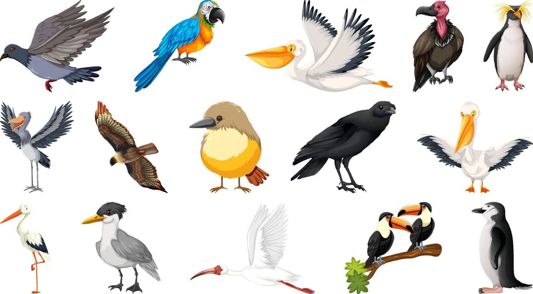 collection de différents types d'oiseaux vecteur