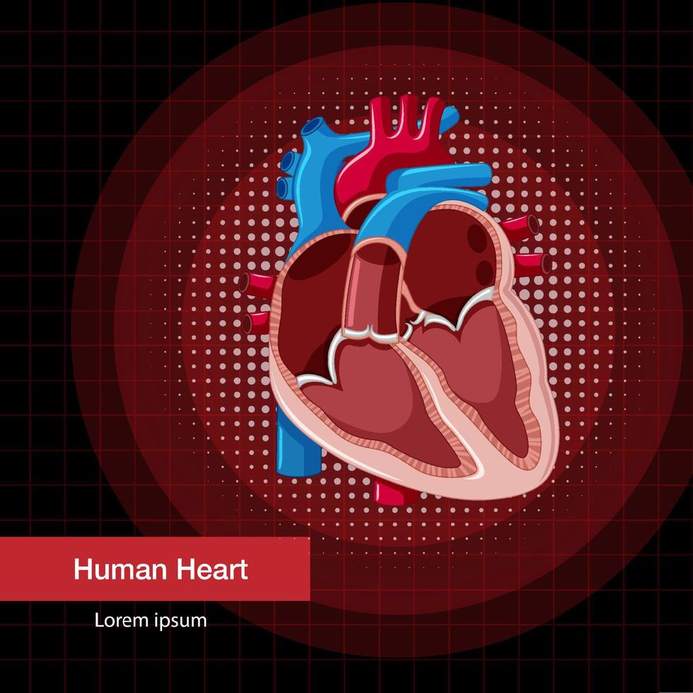 organe interne humain avec coeur vecteur