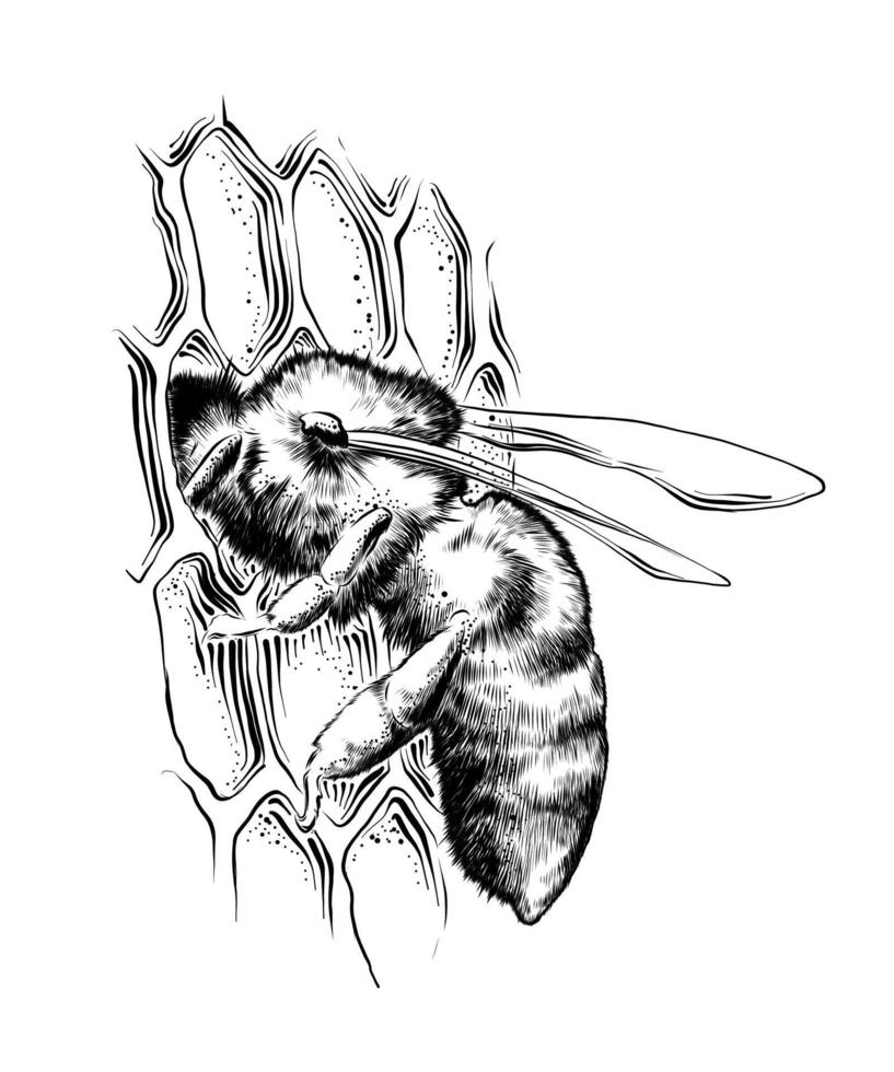 vecteur gravé style illustration pour affiches, décoration et imprimer. main tiré esquisser de abeille sur nids d'abeille dans noir isolé sur blanc Contexte. détaillé ancien gravure style dessin.