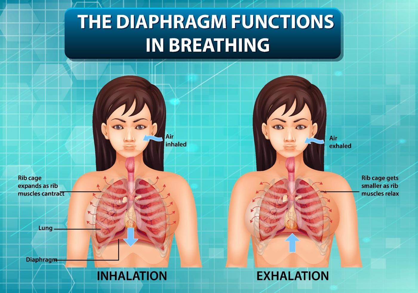 le diaphragme fonctionne en respirant vecteur