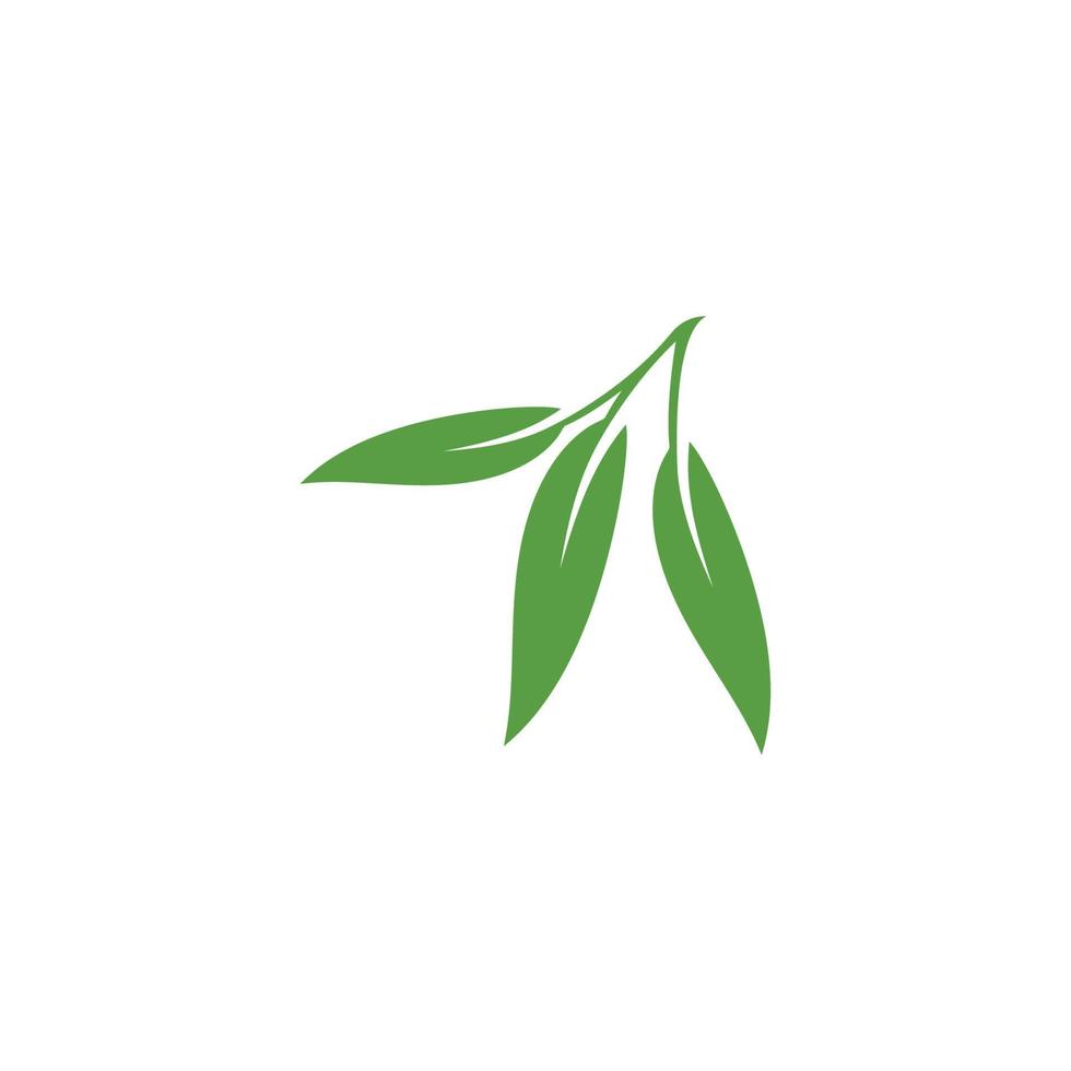 eucalyptus feuilles floral logo vecteur modèle