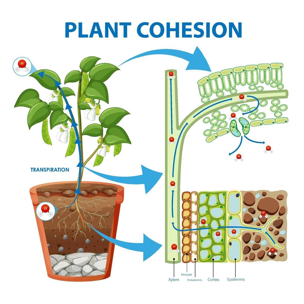 diagramme montrant la cohésion des plantes vecteur