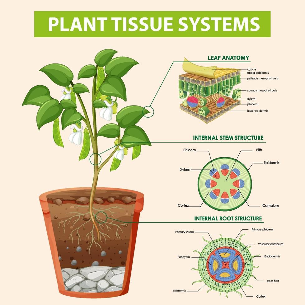 diagramme montrant les systèmes de tissus végétaux vecteur