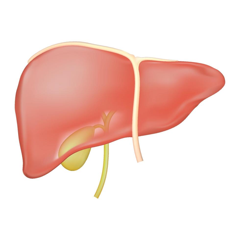 illustration vectorielle stock de la vésicule biliaire du foie et de l'anatomie du ligament hépatique vecteur