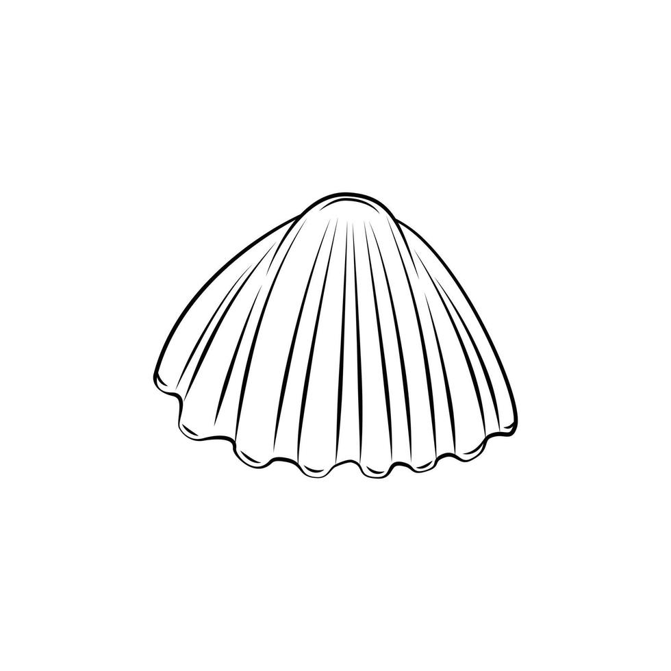 mer coquille illustration sur blanc Contexte vecteur