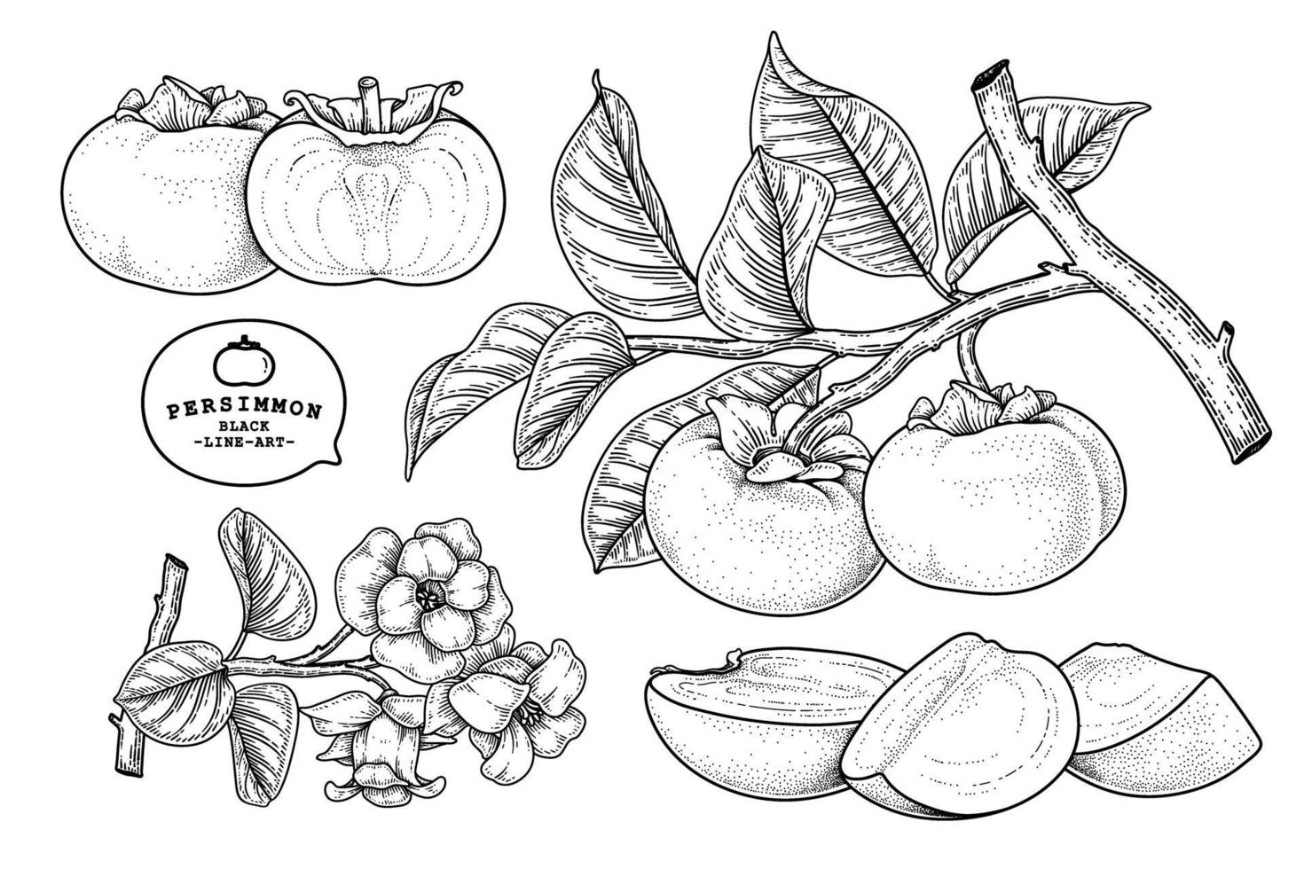 ensemble de fuyu kaki fruits éléments dessinés à la main illustration botanique vecteur