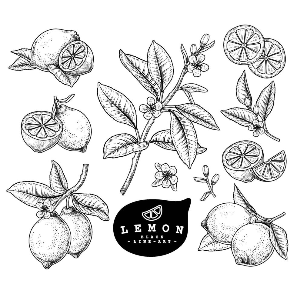 croquis de vecteur citron agrumes ensemble décoratif botanique dessiné à la main