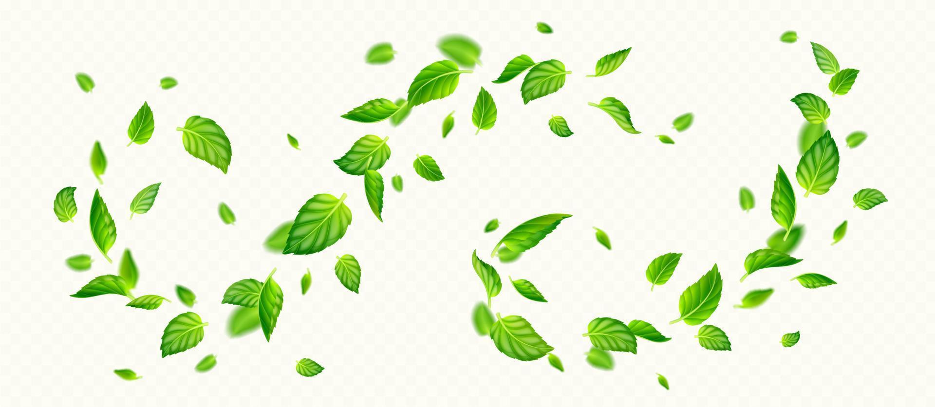 vert menthe feuilles chute et en volant dans air vecteur