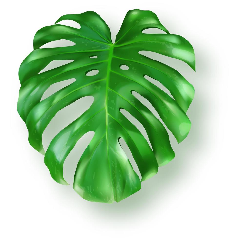 tropical vert monstera feuilles sur blanc Contexte vecteur