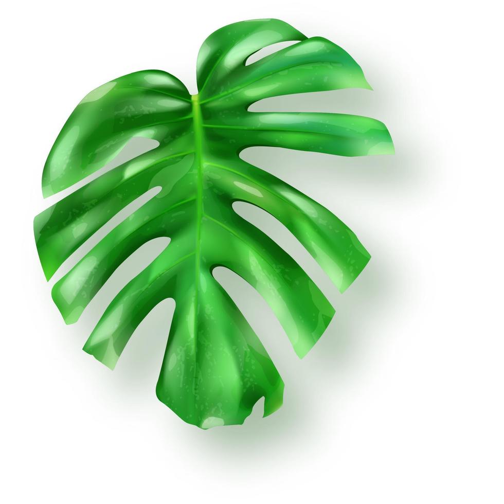 tropical vert monstera feuilles sur blanc Contexte vecteur