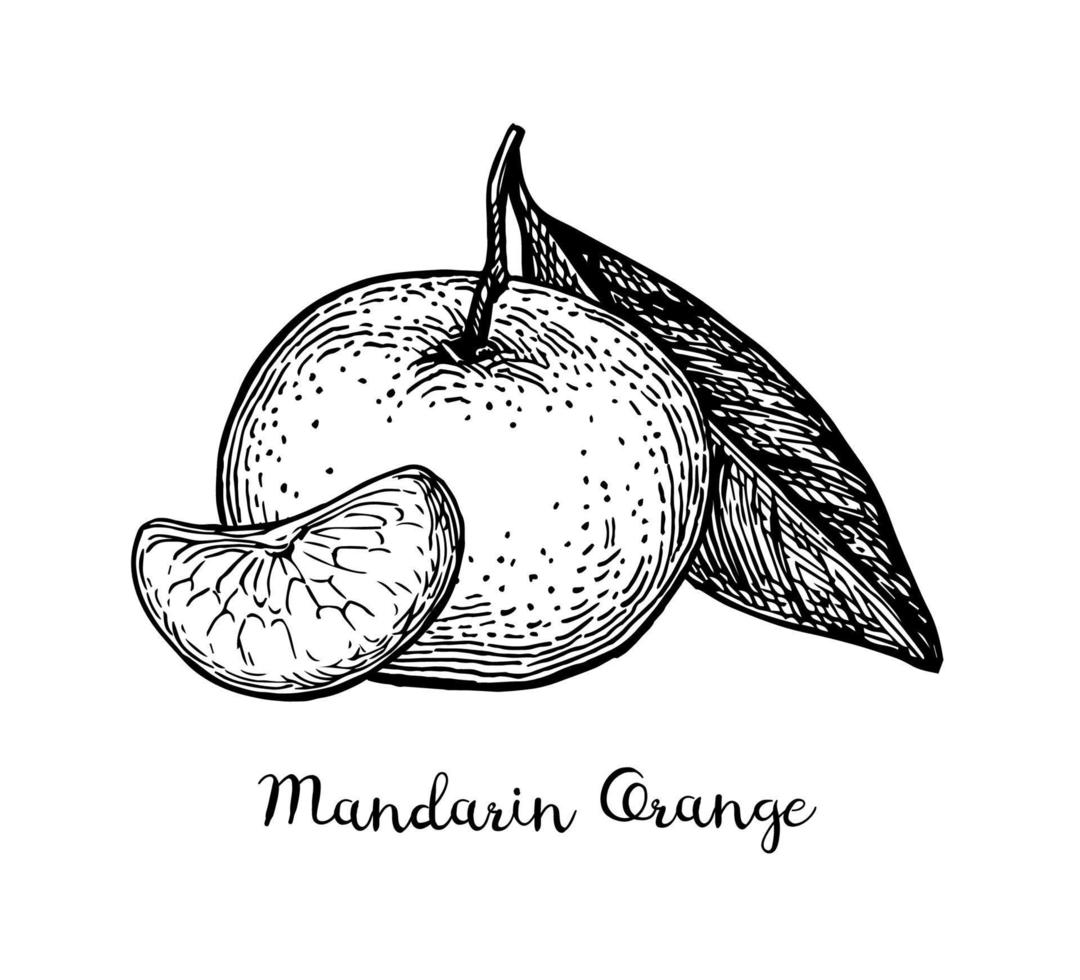 mandarin Orange avec feuille. encre esquisser isolé sur blanc Contexte. main tiré vecteur illustration. rétro style.