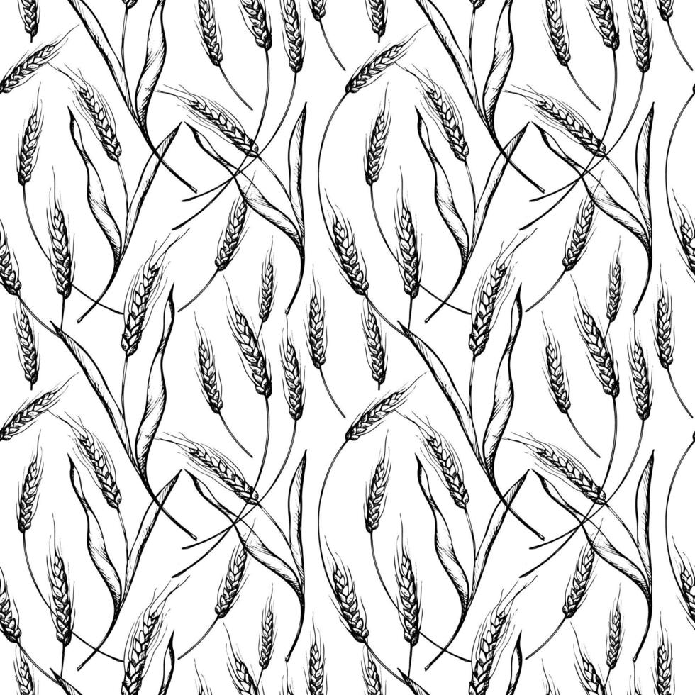 joli motif répétitif sans couture avec des épis de blé sur fond blanc. ornement floral avec un épi de blé. dessiné à la main. motif délicat, style minimaliste, croquis vecteur