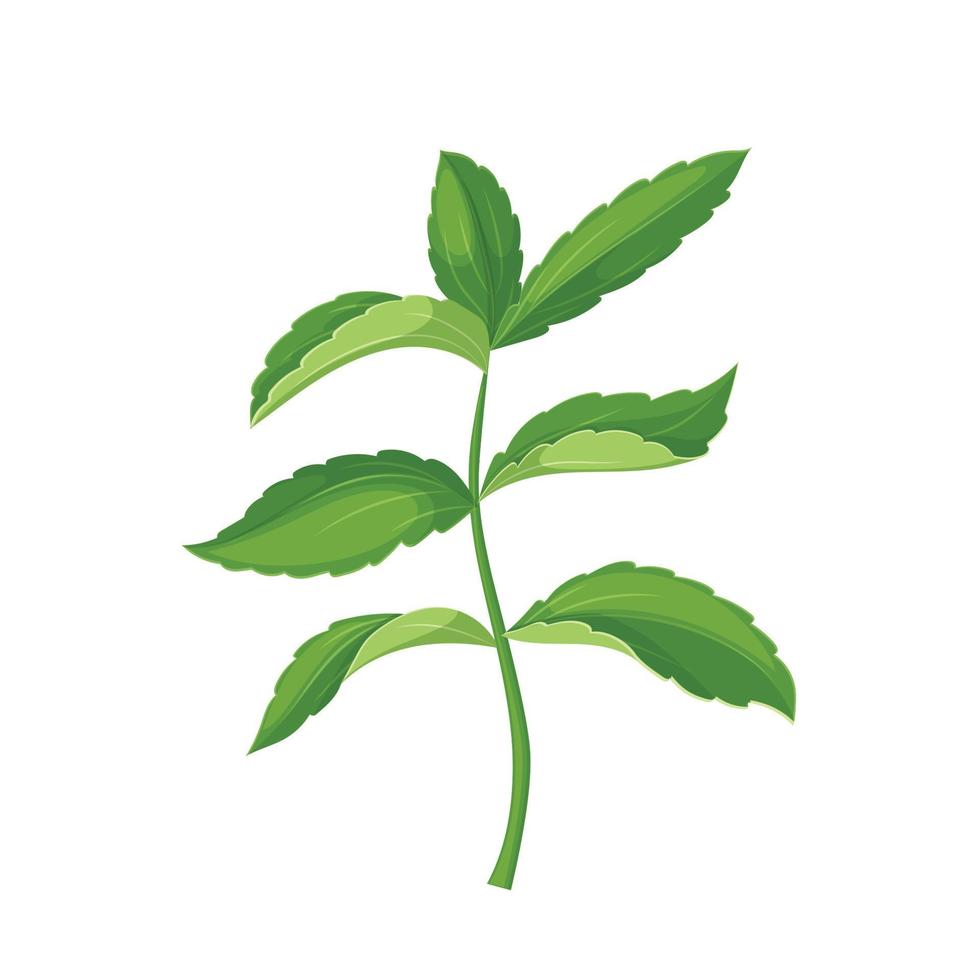 stevia régime dessin animé vecteur illustration