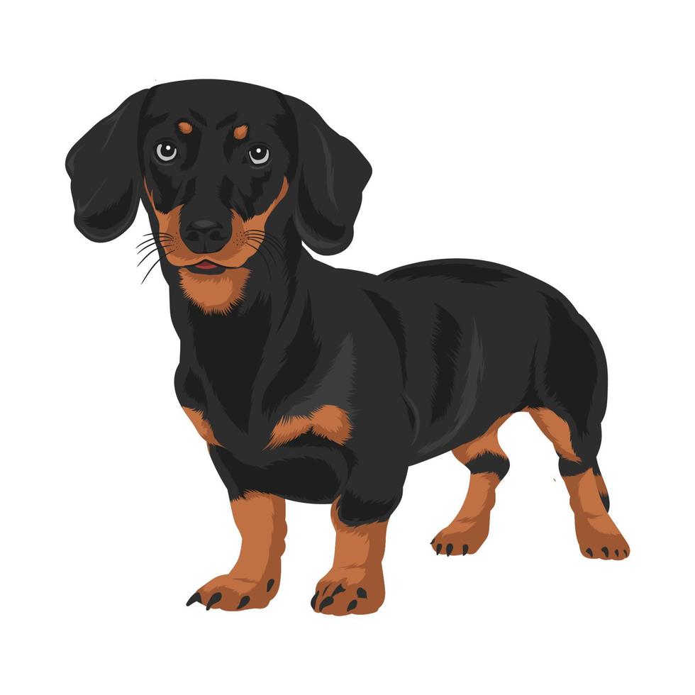 une teckel chien vecteur illustration animal de compagnie amoureux