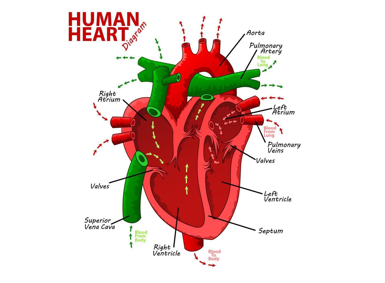 Humain cœur diagramme anatomie, vecteur illustration