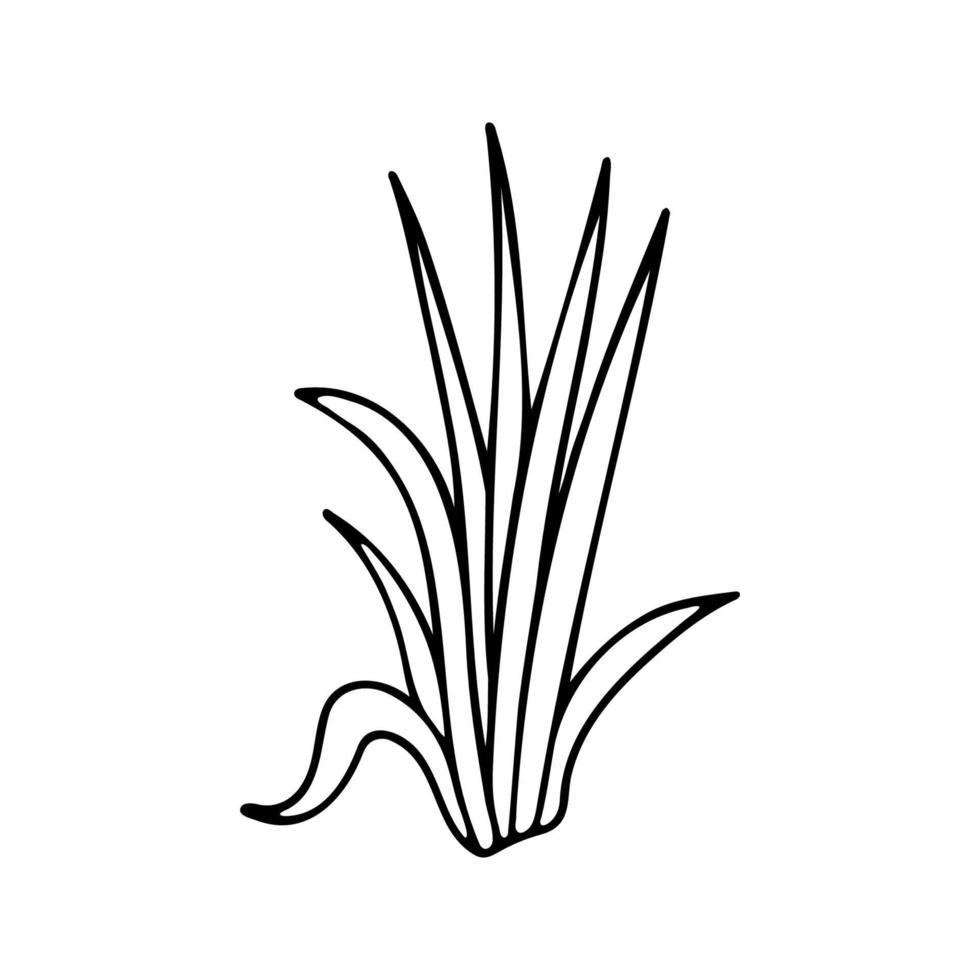 main tiré à base de plantes, floral clipart. un ligne griffonnage vecteur