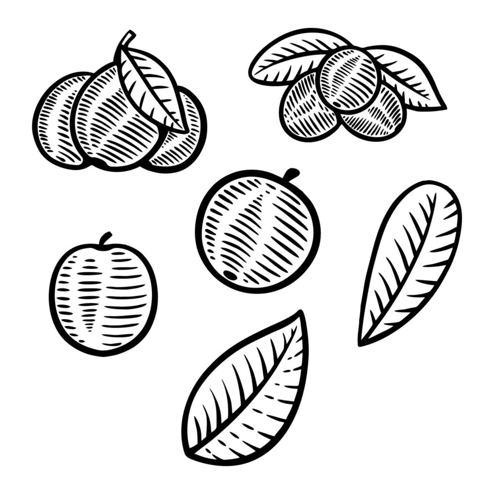 illustration vectorielle de baies fruits dessinés à la main vecteur