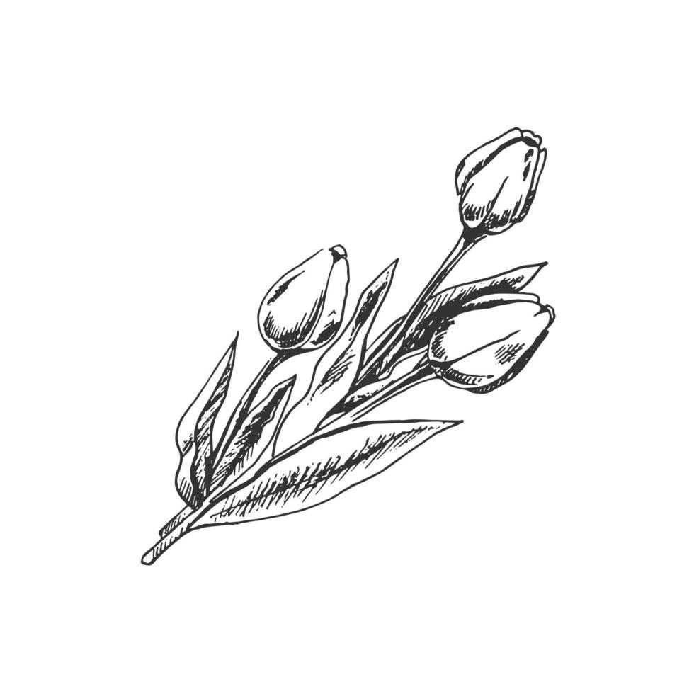 une dessiné à la main esquisser de bouquet de tulipesl. Pâques vacances. vecteur illustration. fleurs. dessin isolé sur blanc Contexte. ancien élément.